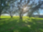 The Oak Canopy | Lake Wales, Florida