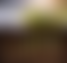 Spring flowers blooming with snow leaving the ground