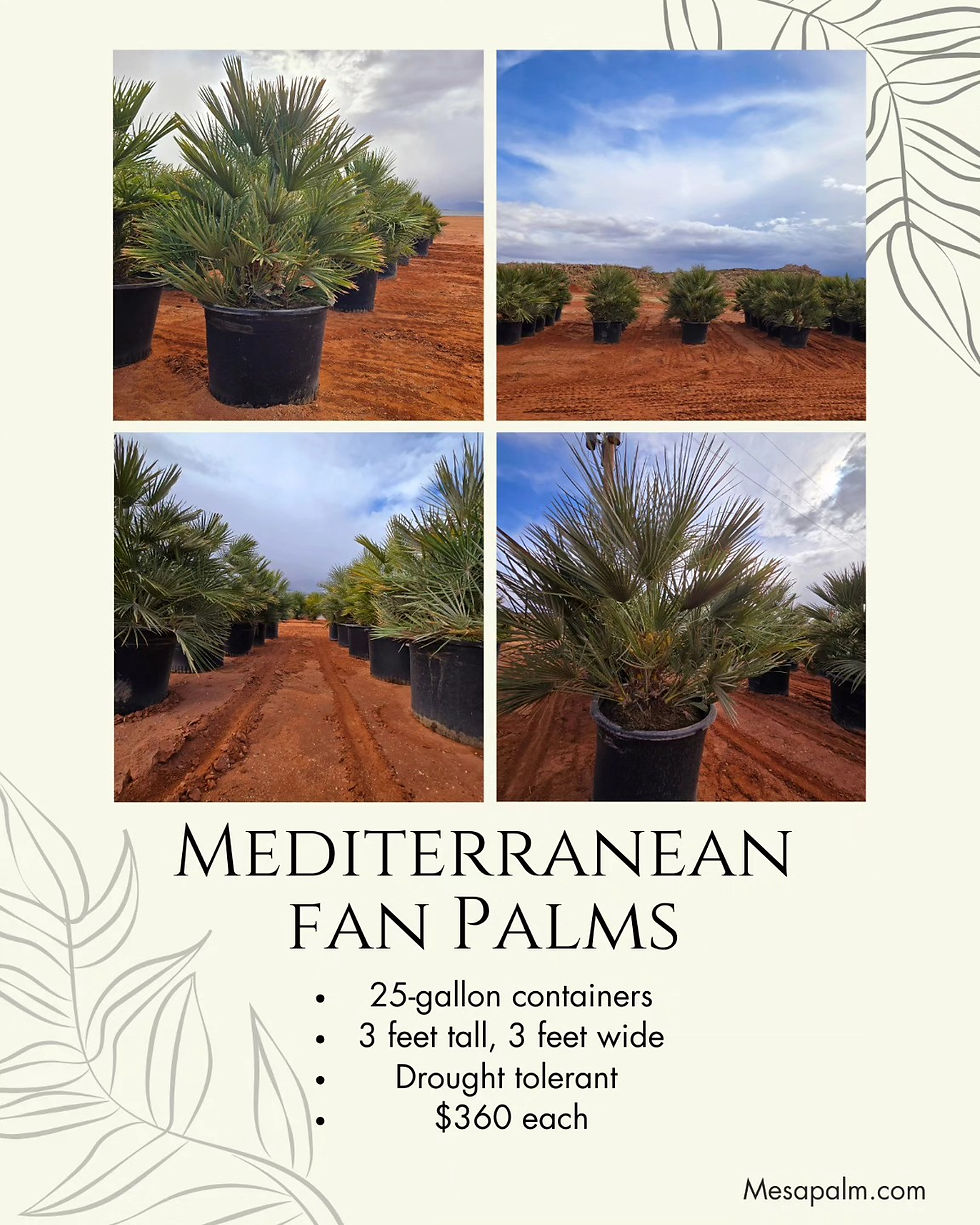 492004904_122125516202650922_2930996409142027496_n