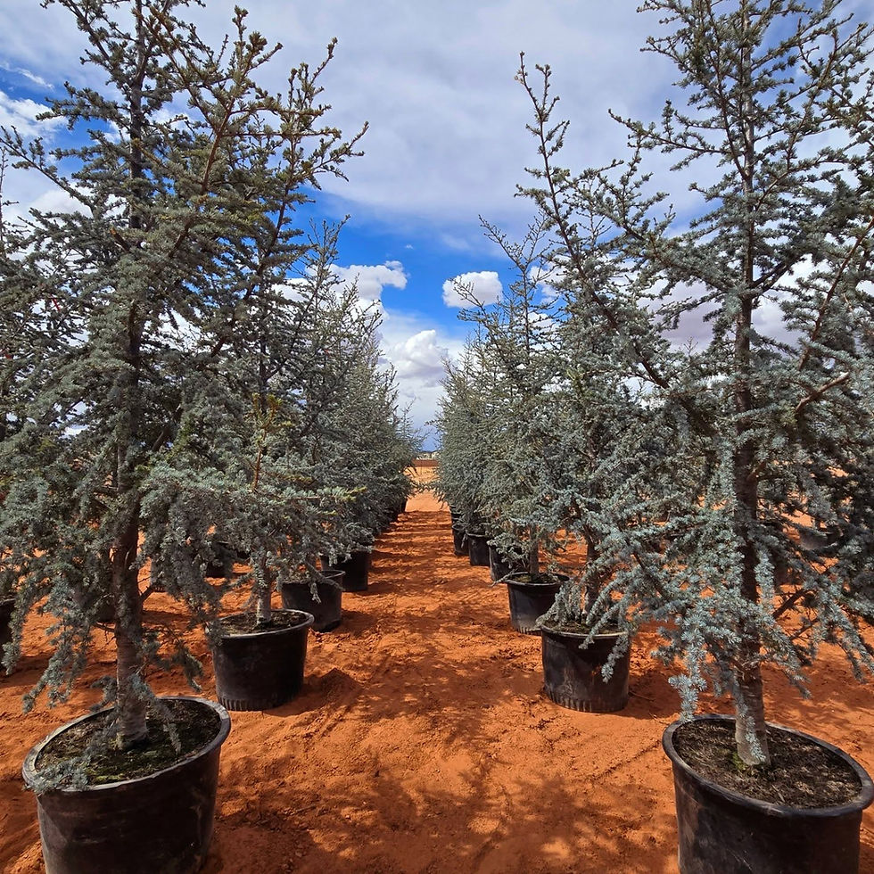 495976047_17874064551343563_2968991529185337899_n