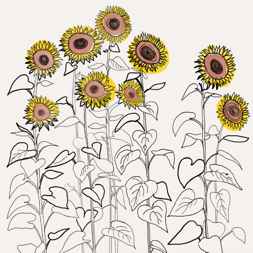 Laurel Molly - Sunflowers