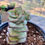 Miniatura: Crassula Perforata Giant | Suculentas