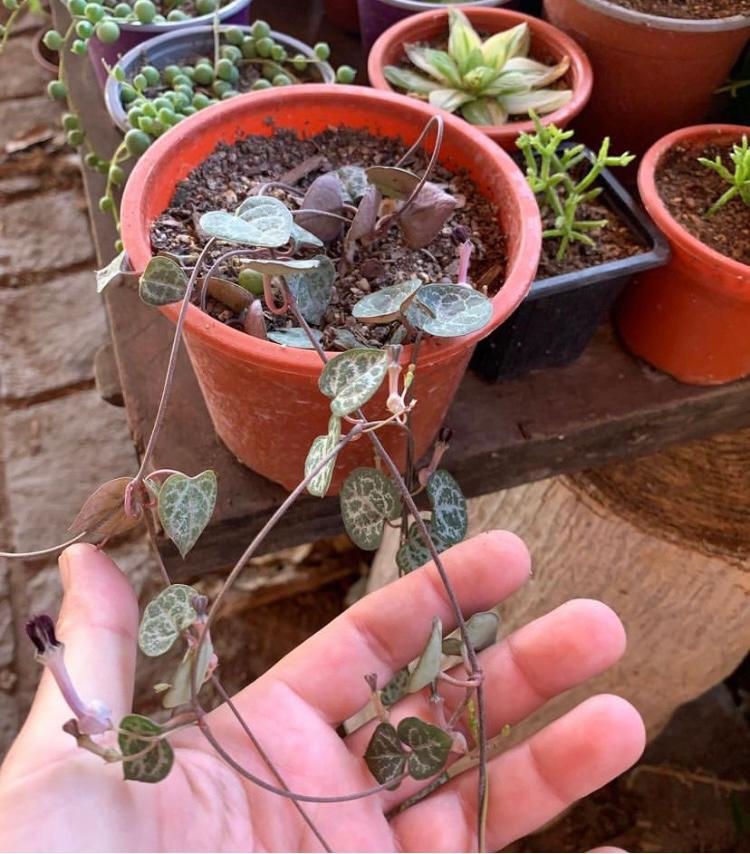 Ceropegia Woodii | Suculentas