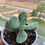 Miniatura: Crassula Dubia | Suculentas