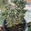 Miniatura: Crassula Mesebryanthemoides | Suculentas