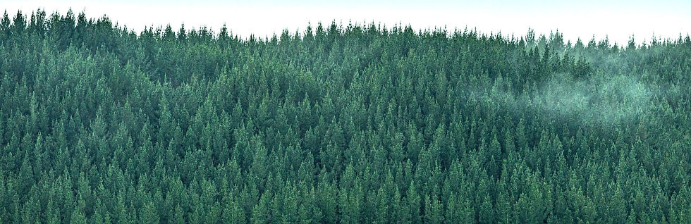 forest_trees_pines_191690_3840x2160_edited_edited_edited_edited_edited_edited.jpg