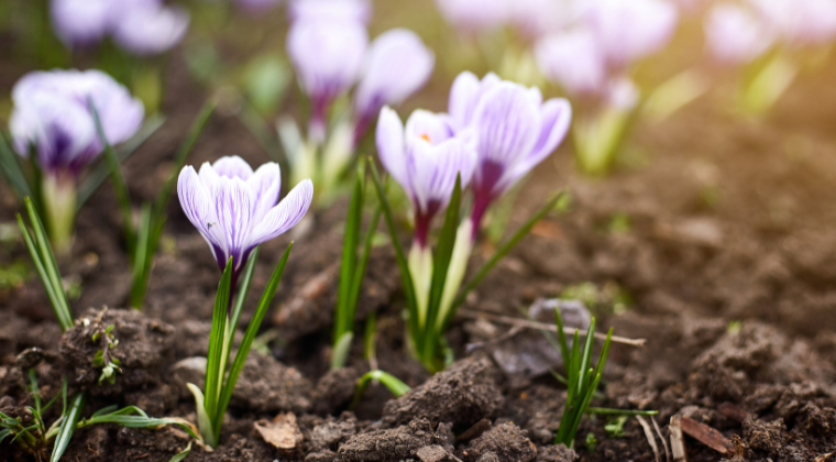 Tavaszi virágos rét