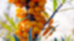Sanddornbeeren-150-DPI_PS_edited.jpg