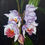 Miniatura: Orquídea Amazônica
