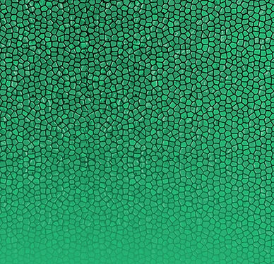 Green Scale Fade_edited_edited_edited_edited.jpg
