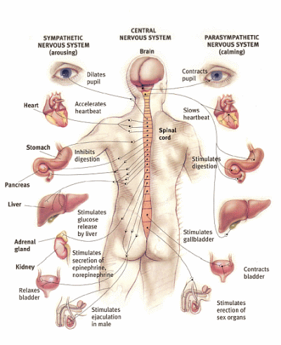 Indications for Application of PEMF - (Pulsed Electro-Magnetic Field) Therapy