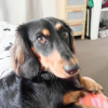 Winston the Dachund