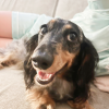 Hazel the Dachund
