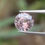 サムネイル： ピーチサファイア 1.03ct
