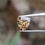 サムネイル： 天然非加熱オレンジ ミックス ゴールドサファイア0.80ct