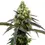 Miniaturbild: Steckling : RS 11 (Rainbow Sherbert#11) von Blimburn Seeds