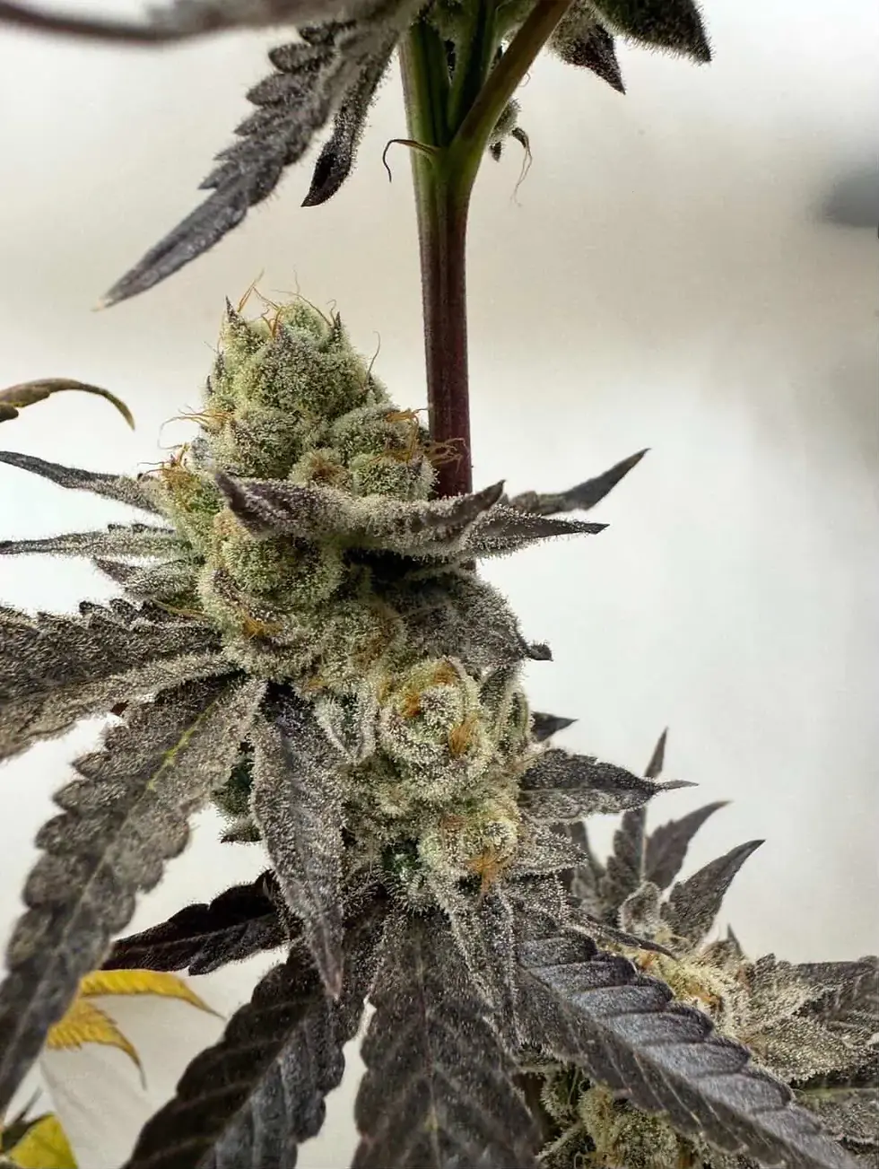 Thumbnail: Melt Mode von Umami Seed Co  Collab mit DNA Genetics - 6 Feminisierte Samen