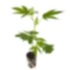 Steckling : Alpine Rocket