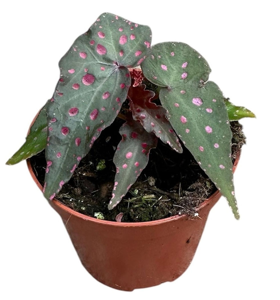 Miniaturbild: Begonia Amphioxus × Malachosticta – 8 cm
