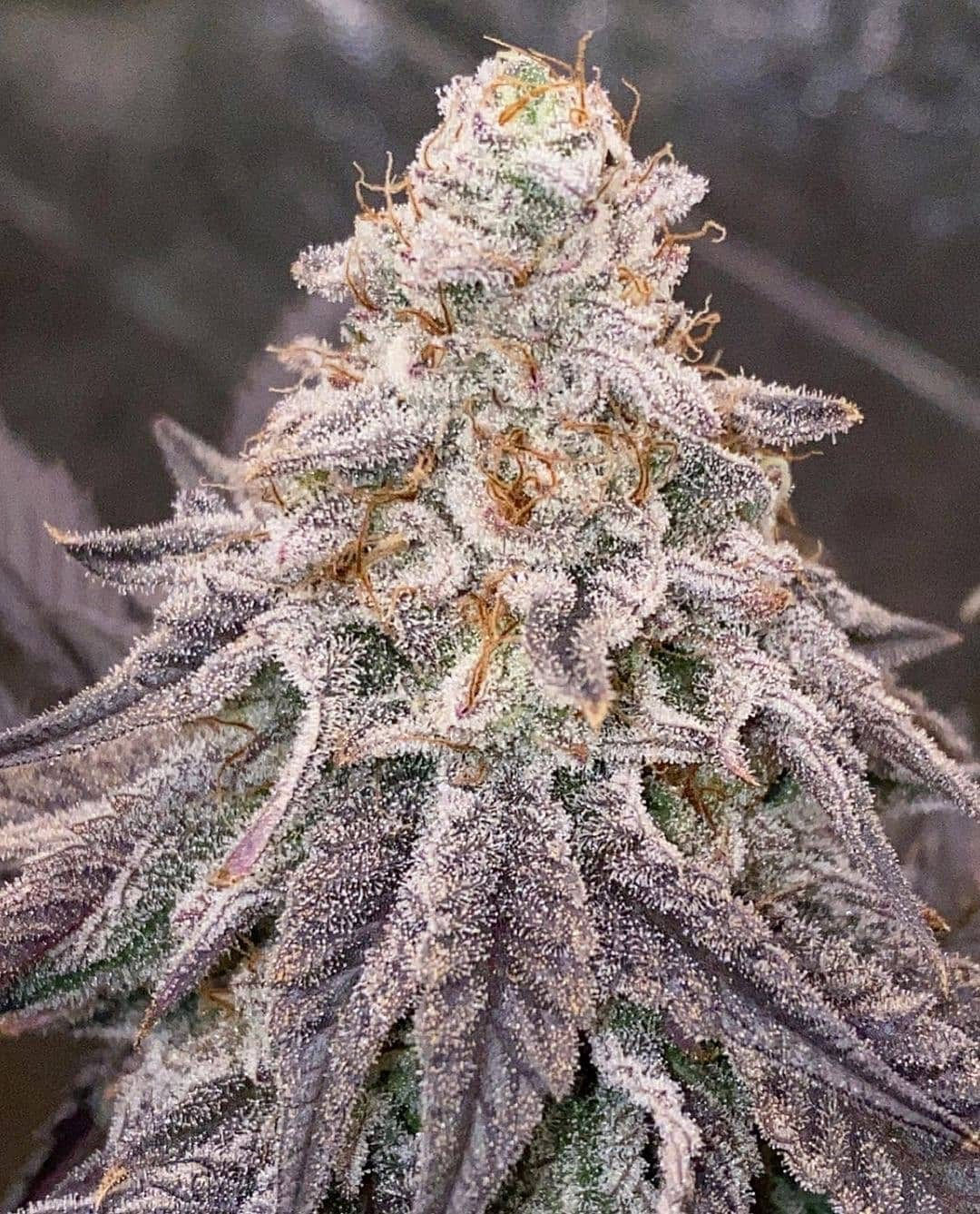 Steckling : Dante's Inferno - Mile Highdave Cut