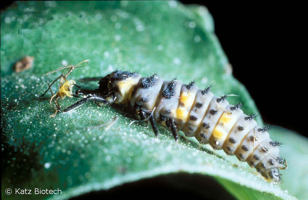 COCCINELLA-SEPTEMPUNCTATA-LARVE-WEB-KATZ_0001_1920x1920