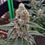 Miniaturbild: Steckling : Kush Crasher – Seed Junky Genetics
