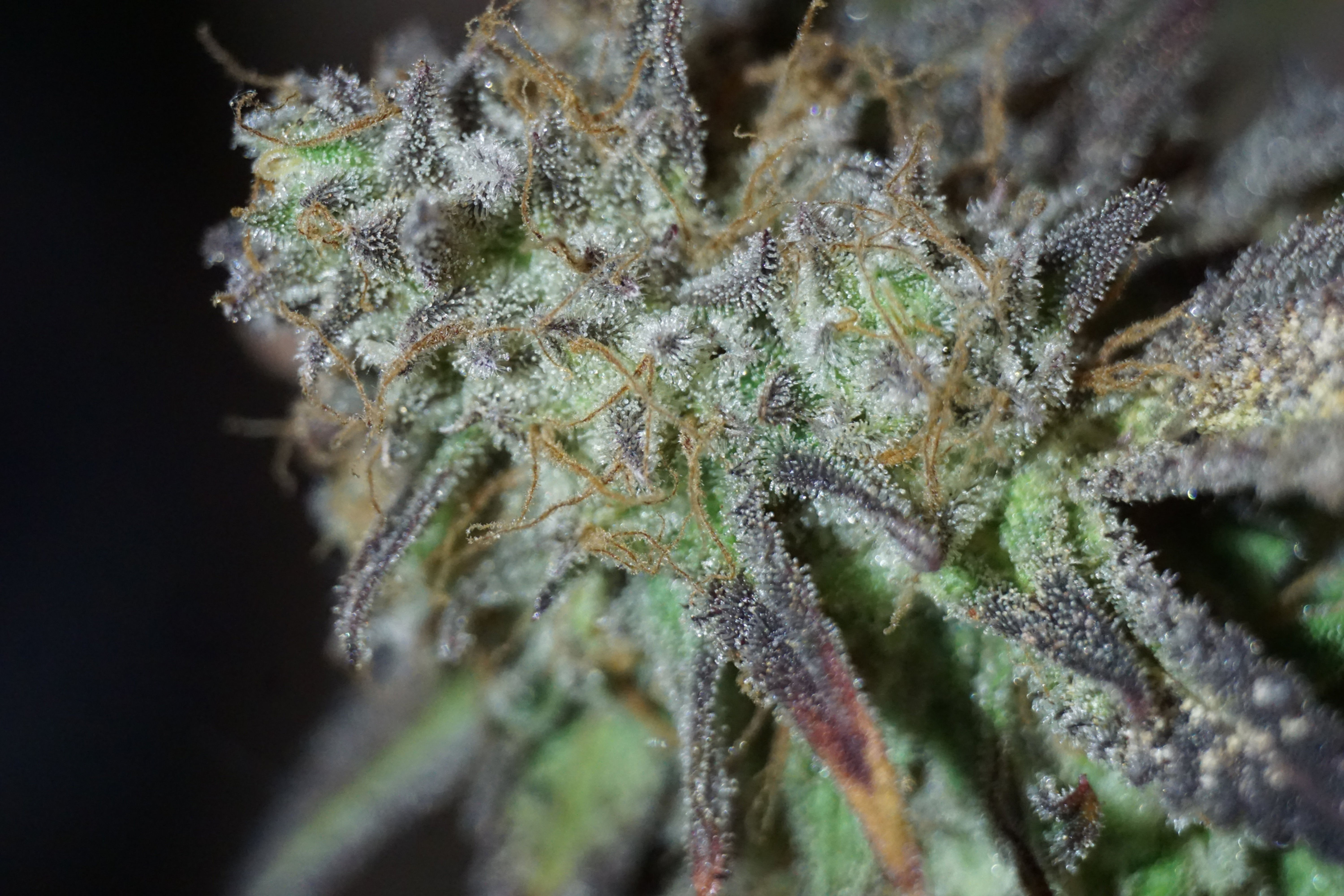 Steckling : Watermelon Jam