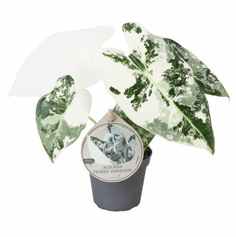 Alocasia Micholitziana ‘Frydek Variegata’ – 6 cm