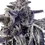 Miniaturbild: Steckling : Sherb Cream Pie – Clone Only