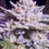 Miniaturbild: Steckling : Candy Store von Ethos Genetics