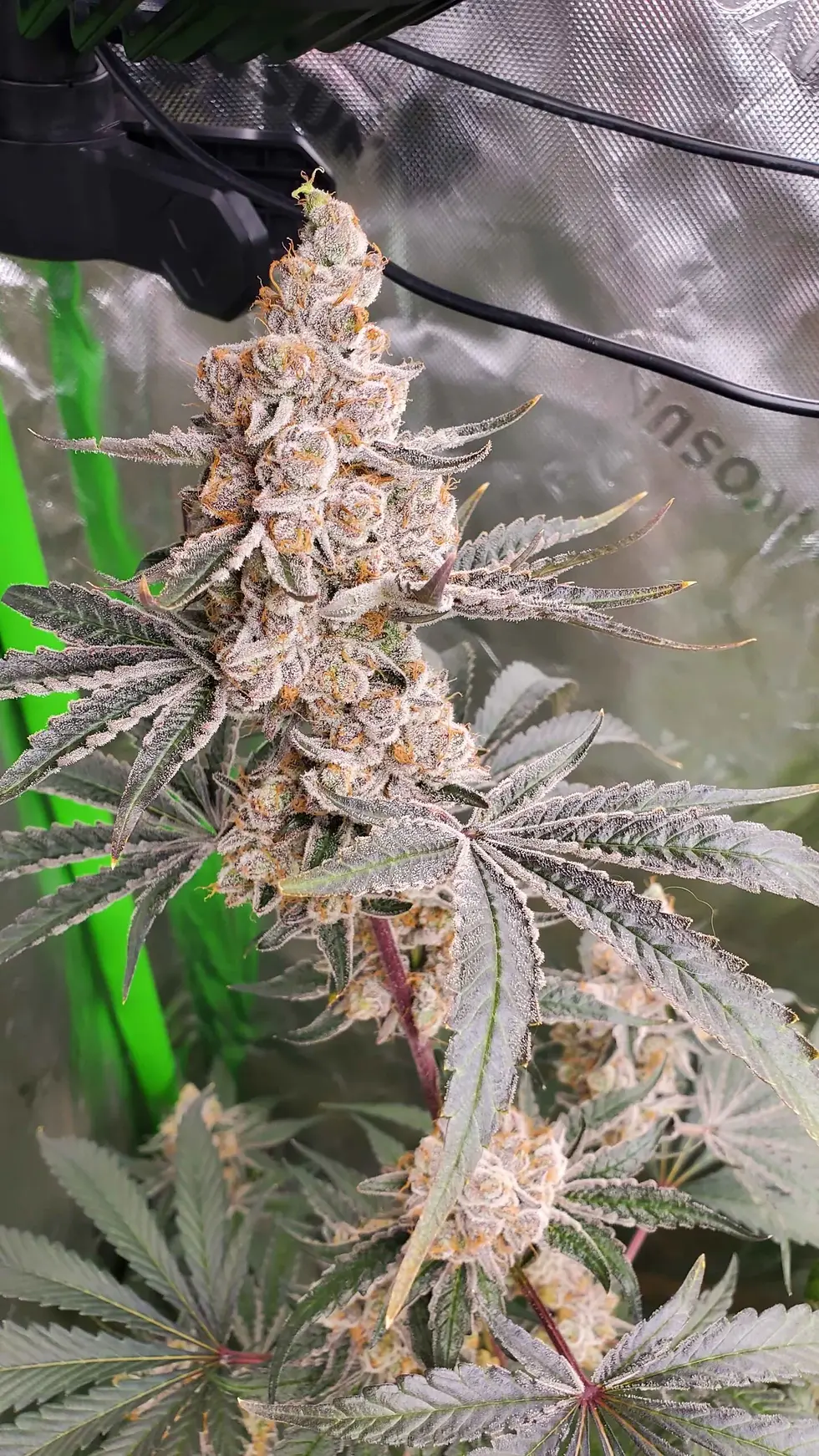 Thumbnail: StrawZilla von Umami Seed Co  Collab mit DNA Genetics - 6 feminisierte Samen