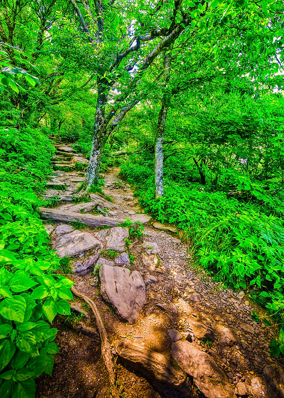 _DSC7595_ A Fork in the Trail.jpg