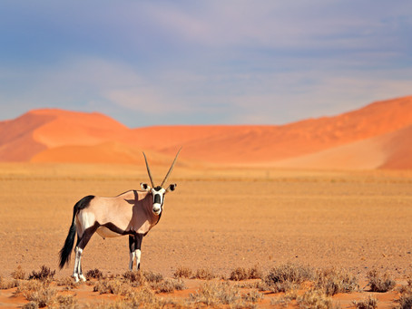 NAMIBIA PROJECT NEWSLETTER - OCTOBER 2020