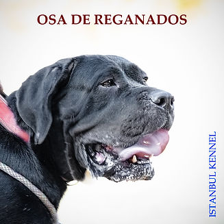 OSA.jpg
