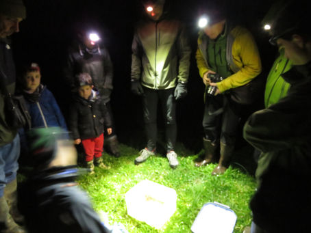 Anfibioak eta zuhaitzak / anfibios y árboles