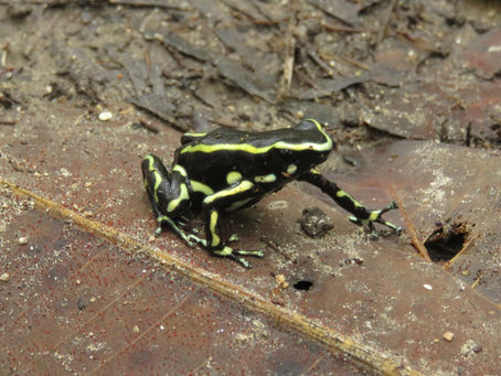 Dardo igelak / ranas dardo o punta de flecha