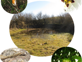 Txangoa: animalia basatientzako habitata sortzen/creando hábitat para los animales salvajes