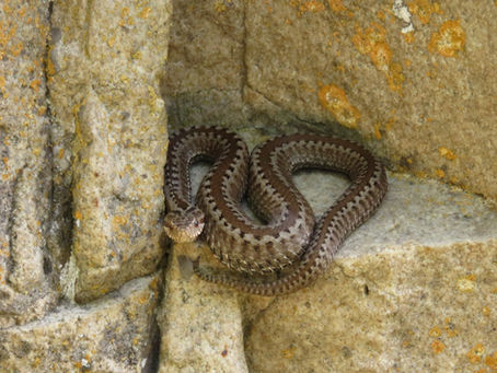 Sugeak Lagun 2023 bueltan da! /   vuelve Sugeak Lagun 2023! 