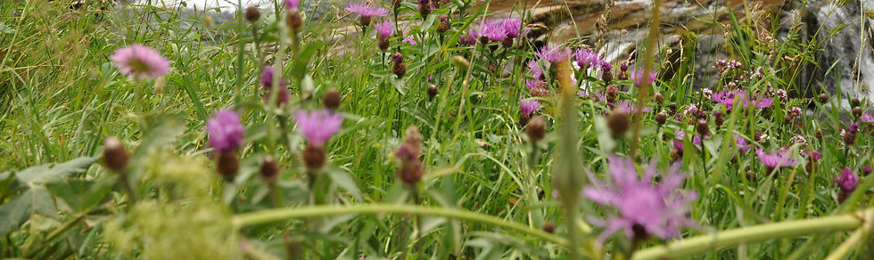 DSC_0036_edited.jpg