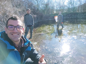 Baso-igel jauzkariaren erruteen kontaketa egiten / contando puestas de rana ágil