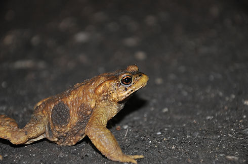 DSC_1356.JPG