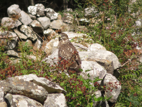 Egun aldaketa Cambio fecha! Zabor-bilketa animaliak ezagutzen/recogida de basura conociendo animales