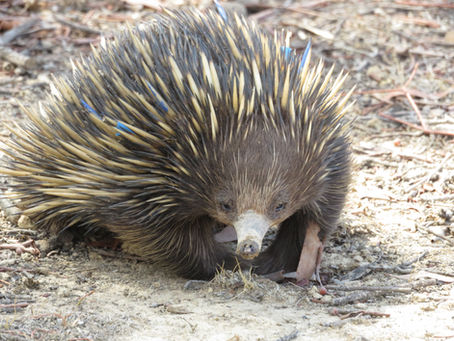 Ekidna / equidna