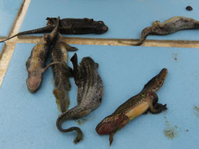 Anfibioak kinka larrian / anfibios en apuros