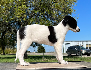Silken Windhound Puppy
