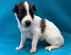 Silken Windhound Puppy