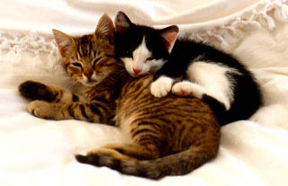 Cute cats on my bed
