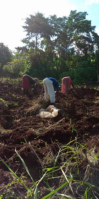 HHL new garden