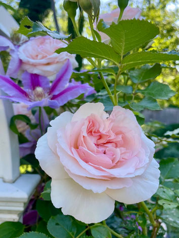 Rose 'Eden' and 'Dr Ruppel' Clematis 