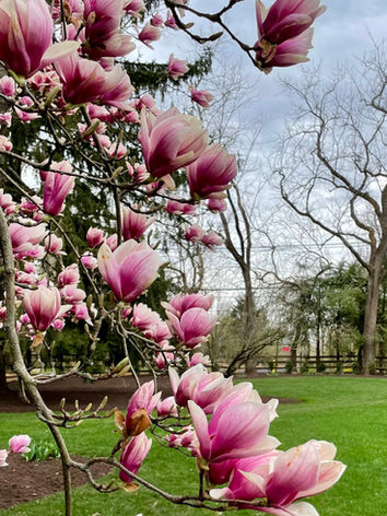 'Saucer' Magnolia 